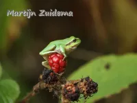 Boomkikker [Hyla arborea]